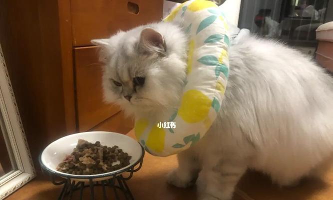 小猫咪误食小包，怎么办（宠物误食怎么预防？紧急情况应对方法）