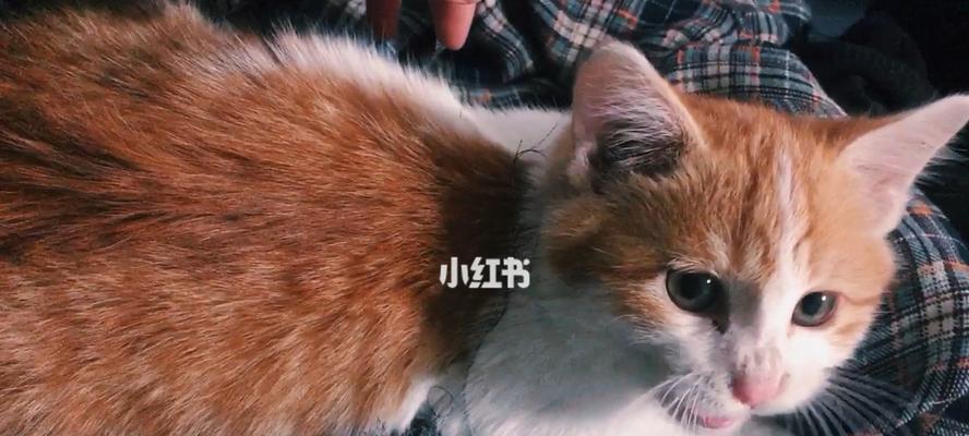 猫咪吃猫砂会不会出事（探究猫咪吃猫砂的原因）