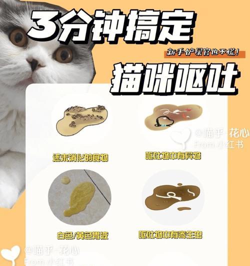 猫咪吃完饭为什么会吐胃液（探究猫咪的饮食习惯及对健康的影响）