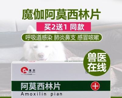 猫咪吃小儿阿莫西林，该注意些什么（宠物的健康与药物使用）