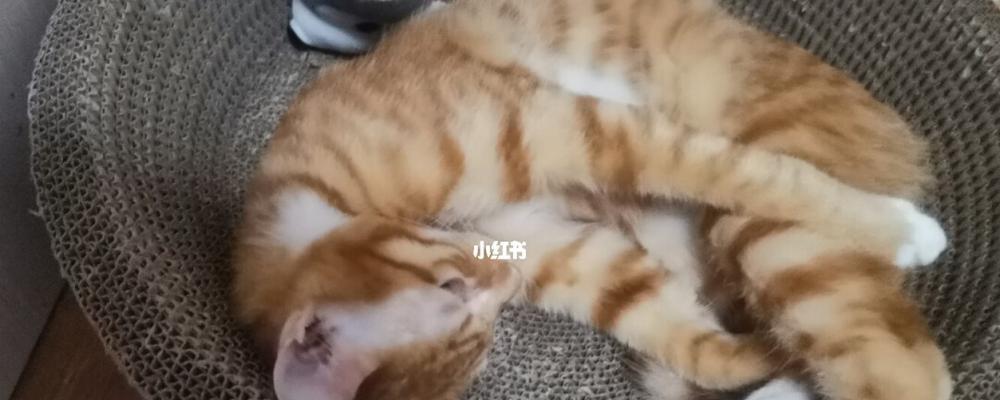 宠物猫咪为何从小就瘦（探寻背后的秘密）