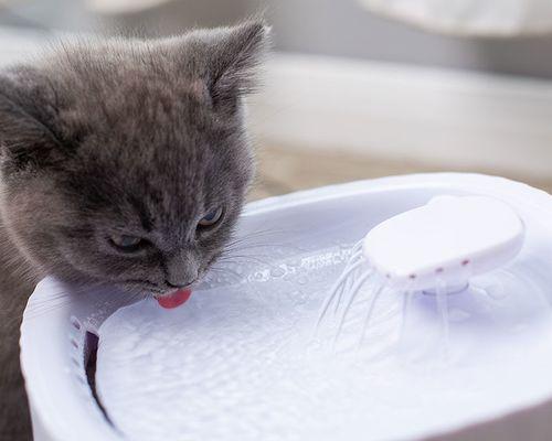 猫咪胆囊炎怎么办（探究胆囊炎引起猫咪不喝水的原因及治疗方法）