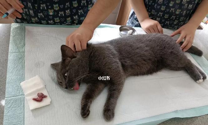 猫咪蛋蛋肿了不吃东西，你需要知道的原因（探究猫咪生殖器官的问题和肿瘤可能性）