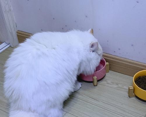 猫咪为何不愿意在新环境吃饭（探究宠物猫咪对新环境食物的适应问题）