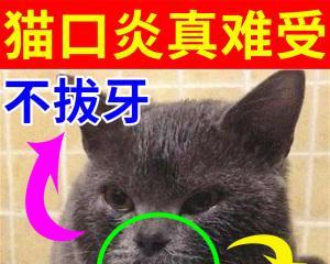 揭秘猫咪口腔溃疡的成因（从宠物饮食到口腔卫生）