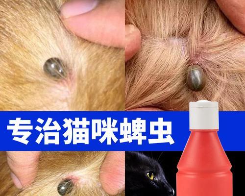 猫咪哺乳期驱虫攻略（以宠物为主）