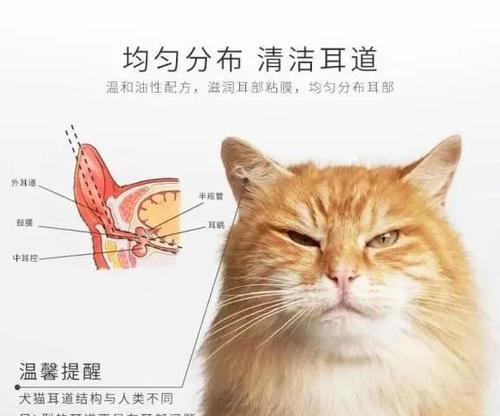 猫咪的耳朵为什么总是那么热（探究猫咪耳朵的温度和健康情况）