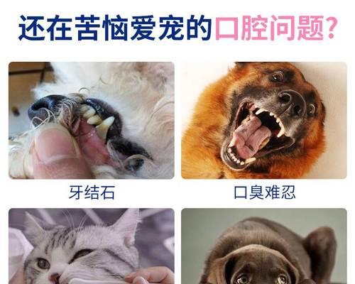 猫咪的狗牙断了一半，宠物主人要怎么做（处理宠物的突发情况）