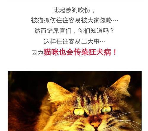 猫咪的狂犬病高危情况（保护宠物和家人免受狂犬病的侵害）