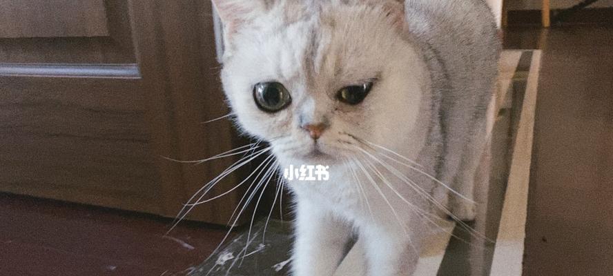 宠物猫脸部肿胀原因和解决方案（以猫咪的脸肿了怎么办为例）