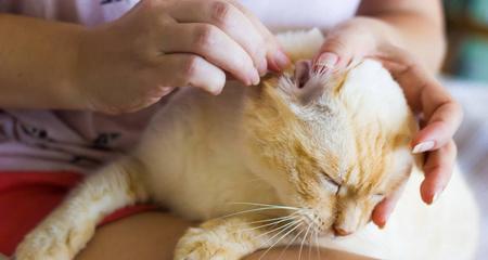 揭秘宠物小猫挠耳朵的原因（宠物小猫为什么会频繁挠耳朵）