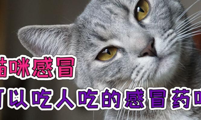 小猫感冒药能不能吃？这里有答案！