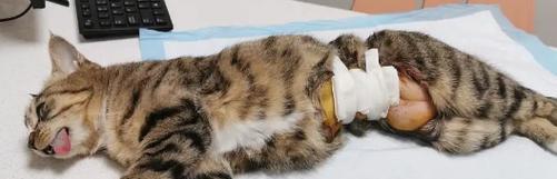 小猫离世后，母猫不进食的原因剖析（探究小猫死亡对母猫的影响与处理方法）