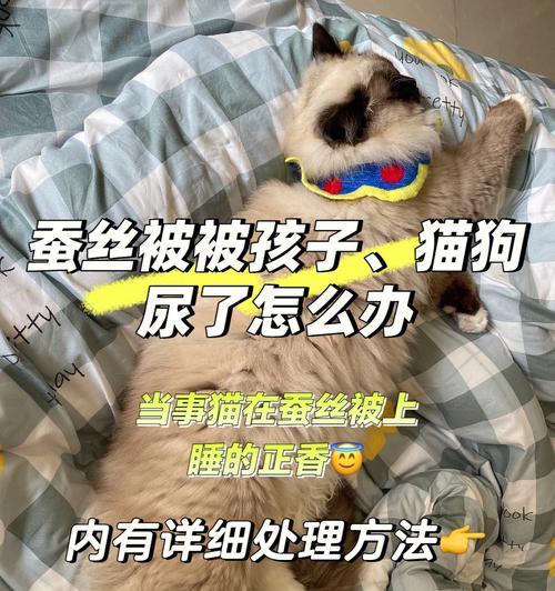 为什么小猫会在床上尿（探讨宠物小猫在床上尿的原因及解决方法）