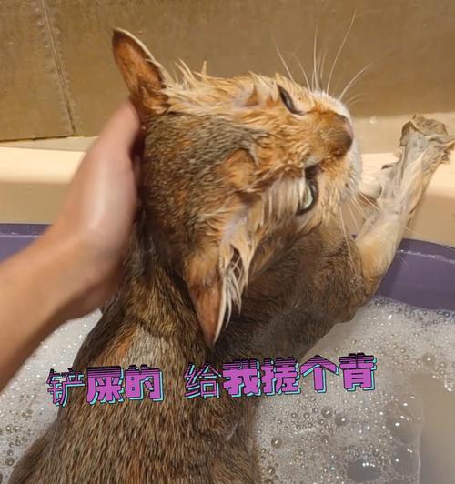 宠物猫洗澡完后的正确护理方法（让您的猫咪健康又干净）