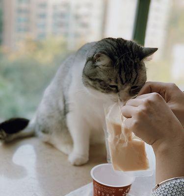 小猫不吃猫粮却想吃零食，该怎么办（以宠物为主的饮食习惯调整）