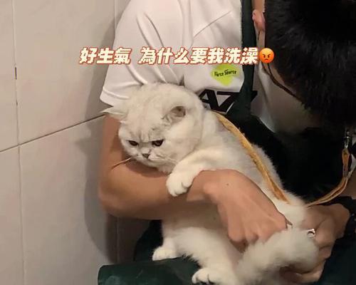 小猫为什么需要经常洗澡（宠物猫的清洁需求与日常护理）