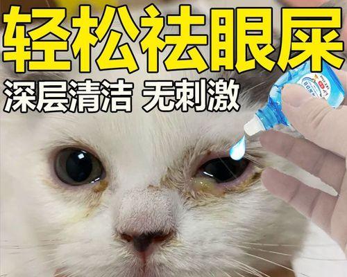 如何清理宠物猫的眼睛（小猫眼睛脏了怎么办）