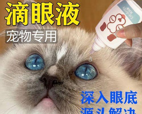 小猫眼睛清洁全攻略（宠物爱好者必看）