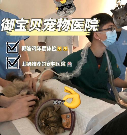 小猫体检是否必要（为什么要给宠物体检）