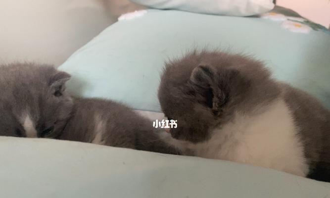 宠物小猫一个月未排便，该怎么办？