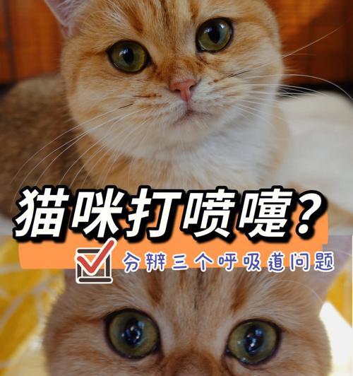 小猫打喷嚏流鼻涕该怎么办（宠物疾病防治指南）