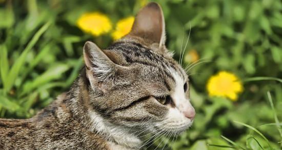 小猫中毒事件的应对与预防（宠物饮食安全重于泰山）