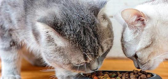 小猫咪的饮食指南（宠物喂食指南）