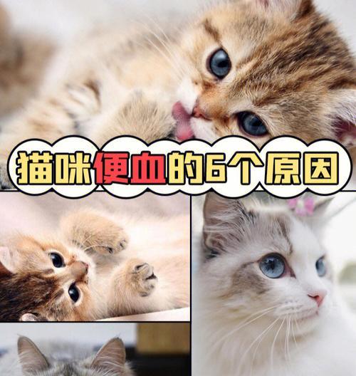 主题：小猫咪拉稀便血呕吐，如何护理