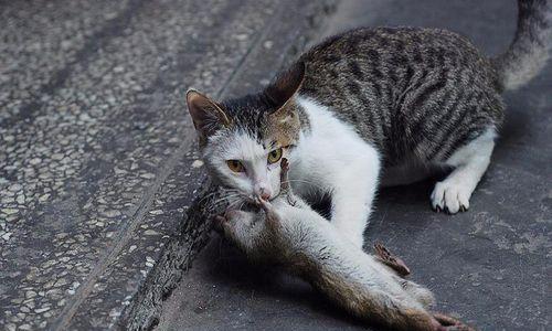 小猫咪吐泡沫该怎么办（宠物健康）