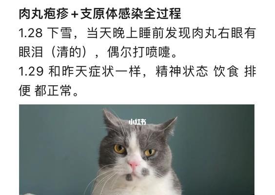 小猫疱疹的综合治疗方法（宠物猫如何应对疱疹病毒感染）