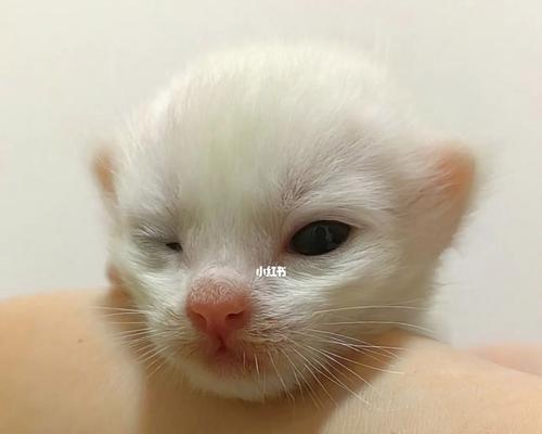 如何掌握小奶猫的饮食量（了解小奶猫的饮食习惯）