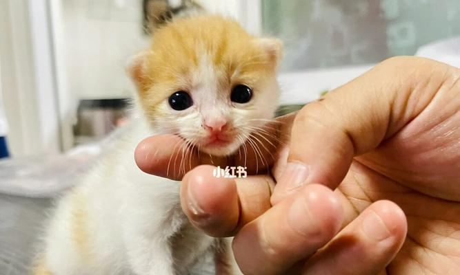 宠物小奶猫吃饭困扰（喵星人饮食需求不同）