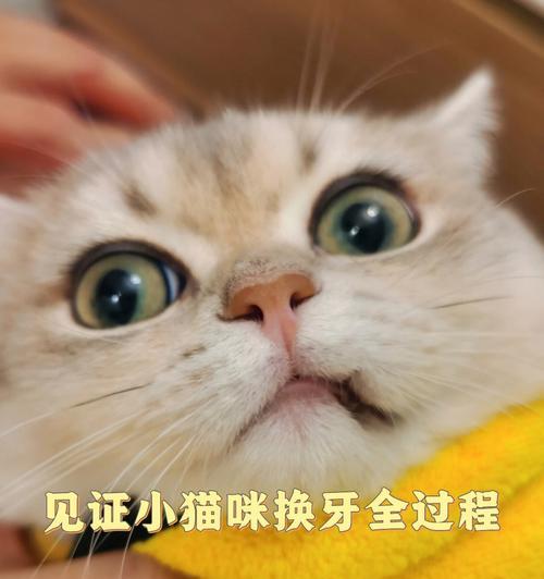 宠物小猫掉牙怎么办（如何处理宠物小猫牙齿掉落问题）