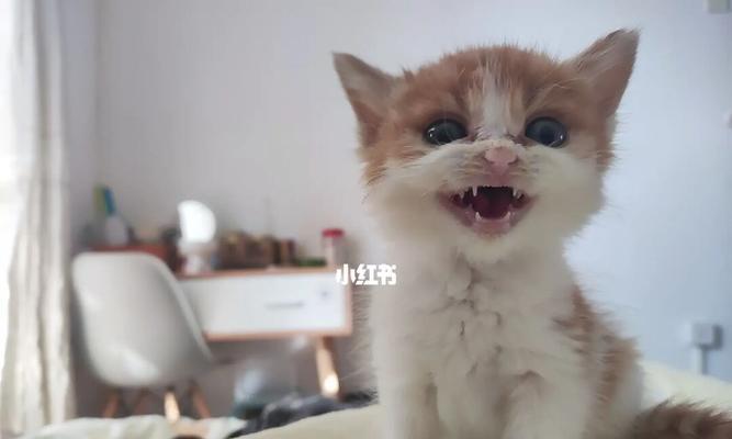 小奶猫怎么吃得胖（宠物喂养技巧分享）