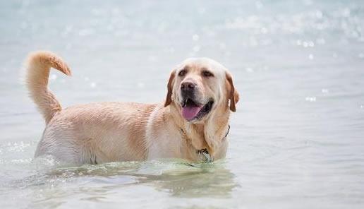 以宠物为主，养犬不难（以宠物为主）