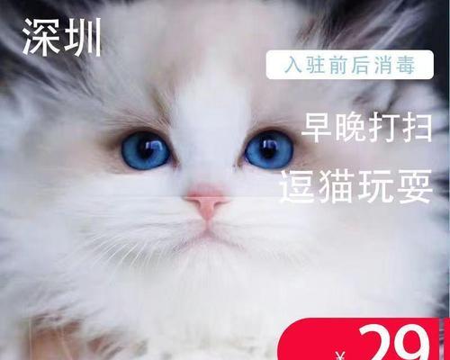 上海猫咪寄养（让你的爱猫在旅途中得到最好的呵护）