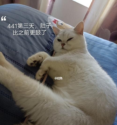 小猫腹水治疗详解（以宠物为主的腹水治疗方法与注意事项）