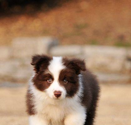 探秘贵族犬——伯瑞犬（了解最适合做宠物的伯瑞犬）