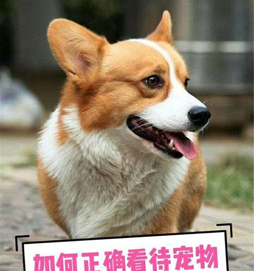 如何应对不叫的犬只（掌握技巧）