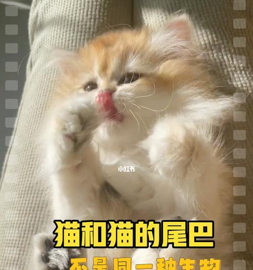 踩了小猫的尾巴，我该怎么办（以爱之名）