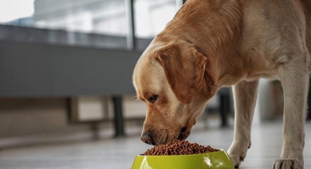 以什么狗粮为主（为你的柴犬提供最健康的饮食选择）