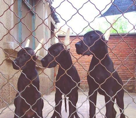 繁殖犬舍的科学饲养方法（以宠物为主的健康饮食保障）