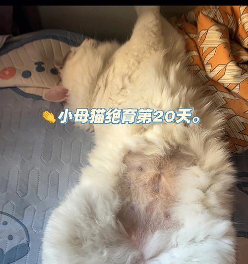 猫咪生病，我该如何应对（宠物健康问题）