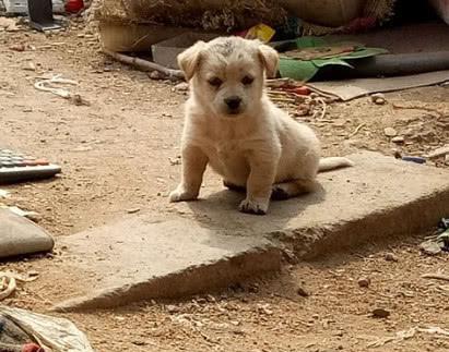 宠物土狗拉血怎么办（如何应对宠物拉血的情况）