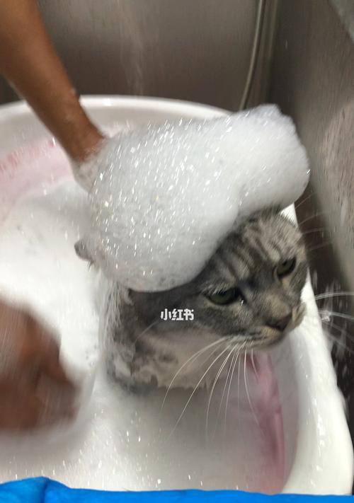 猫咪洗澡美容护理——爱宠主人必读（让你的小猫变身萌萌哒）