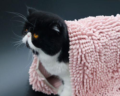 如何给宠物猫咪洗澡（猫咪洗澡步骤详解）