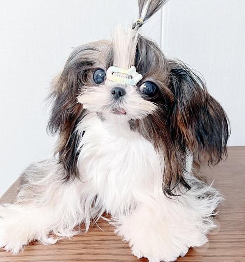 西施犬的饮食需求揭秘（如何科学地给西施犬喂食）