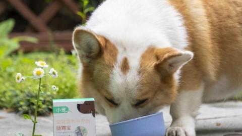 小狗吃益生菌后吐（探究宠物摄入益生菌的正确方式与注意事项）