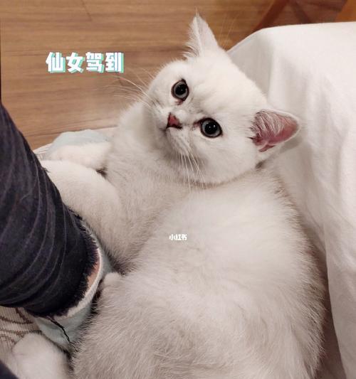 小猫3个月有多大（了解小猫在成长的这个阶段需要注意什么）